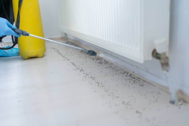 Best Flea Control Services  in Arbuckle, CA