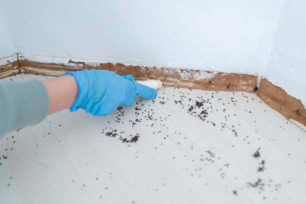 Wasp Removal Services in Arbuckle, CA
